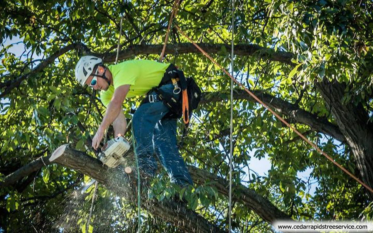 A Guide to Tree Surgeon Insurance
