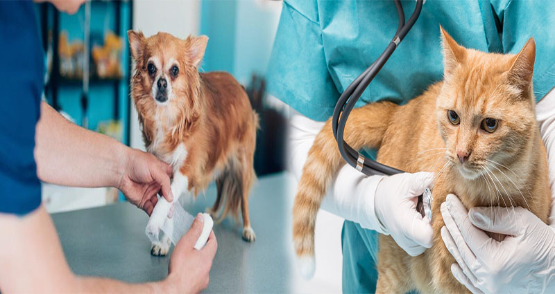Affordable Pet Medical Insurance