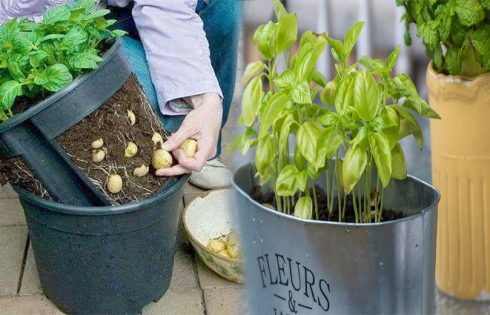 How to Grow a Home Garden in Your Apartment