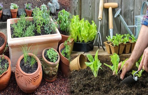 The Basics of Gardening at Home